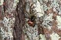 Parasteatoda_decorata_D4065_Z_88_Coochi island_Australie